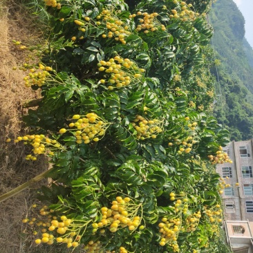 贵妃！鸡心黄皮苗大量出售