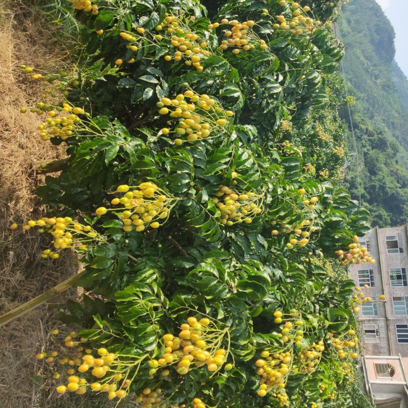 贵妃！鸡心黄皮苗大量出售
