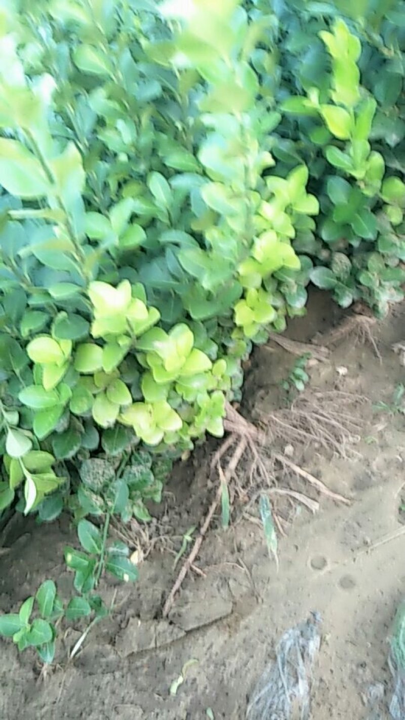 卫毛