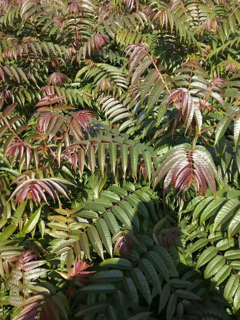 大量供应红油香椿苗，免费提供技术