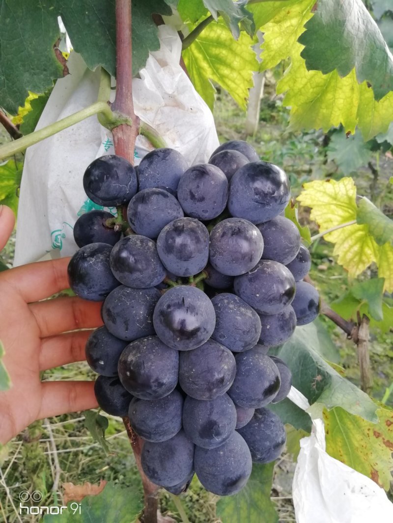 巨峰夏黑葡萄