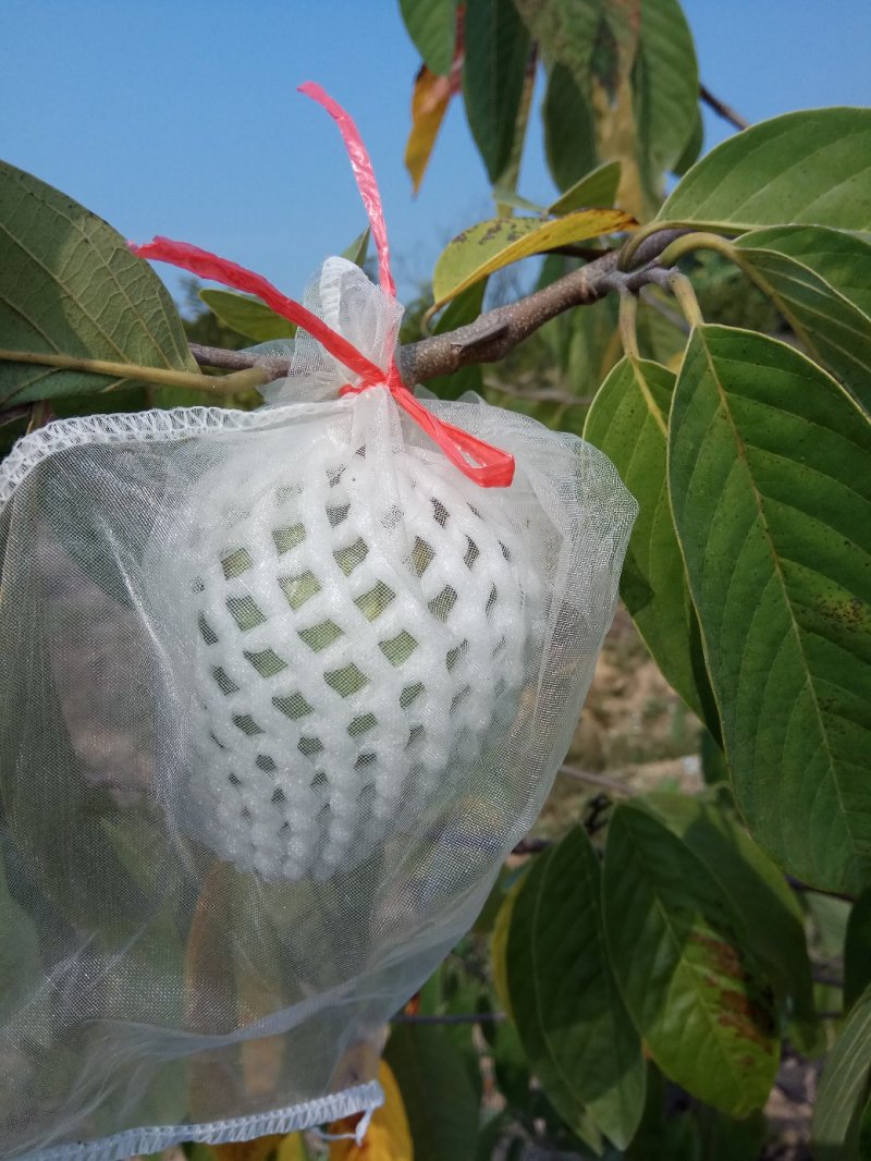 中袋嫁接(台湾凤梨之平粼)释迦杯苗