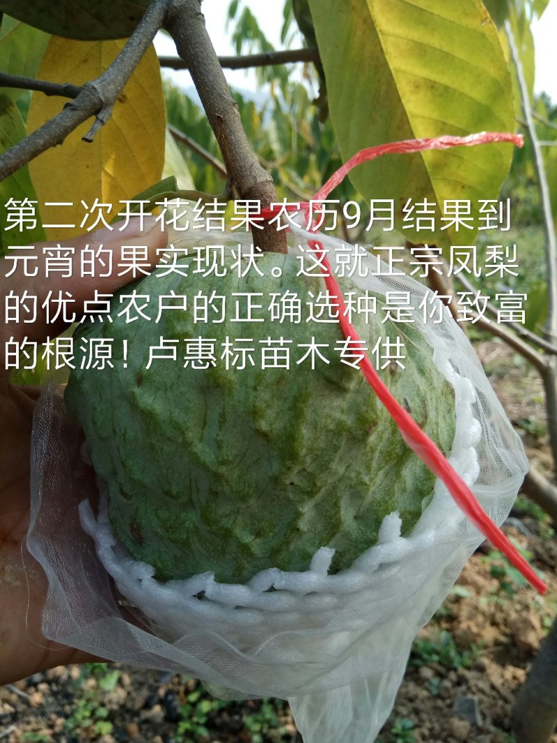 中袋嫁接(台湾凤梨之平粼)释迦杯苗