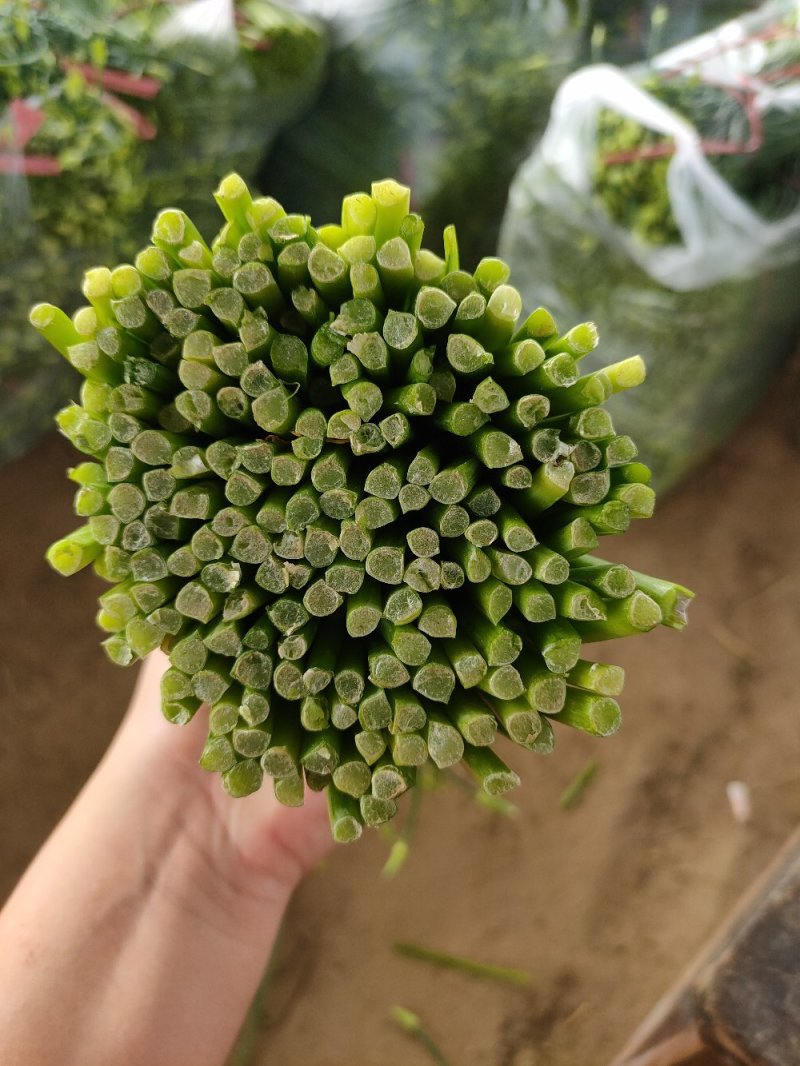 山东梁山精品韭苔产地直发货源充足欢迎各地客商前来选购