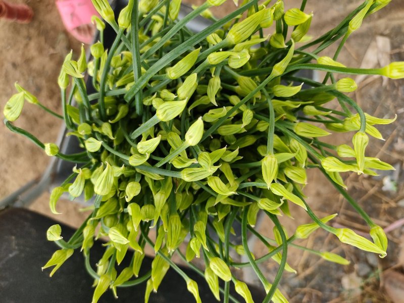 山东梁山精品韭苔产地直发货源充足欢迎各地客商前来选购