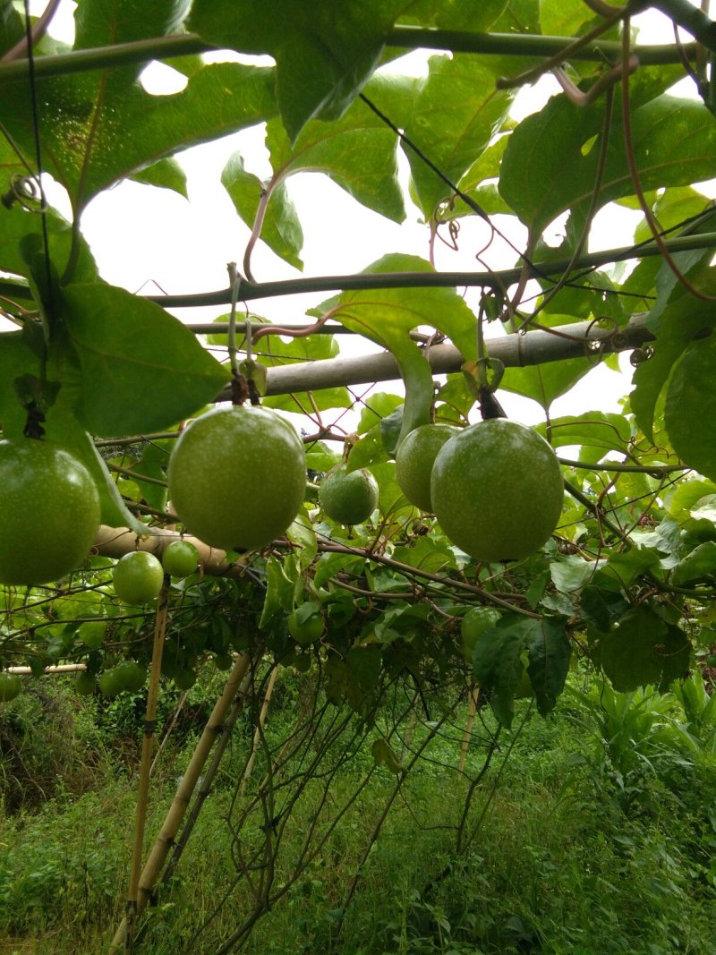 黄金百香果