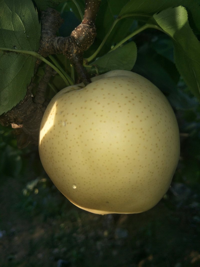黄金梨，