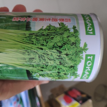 芹菜种子四季速生黄嫩小芹菜种子