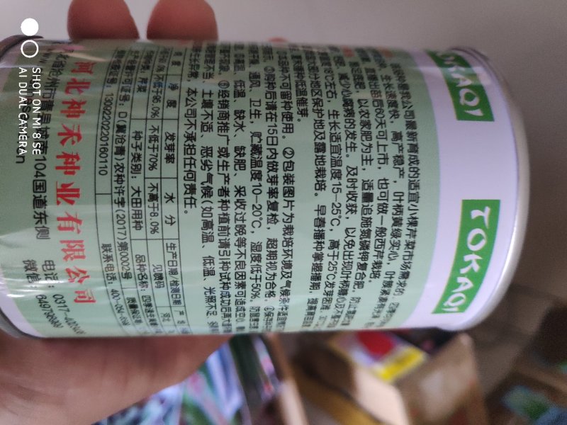 芹菜种子四季速生黄嫩小芹菜种子