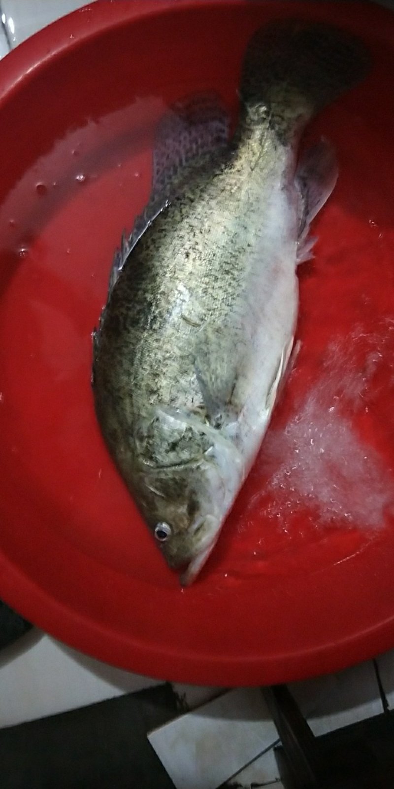 夜钓野生桂鱼