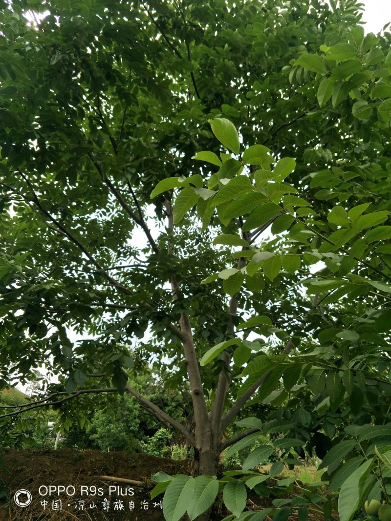 大优黑桃