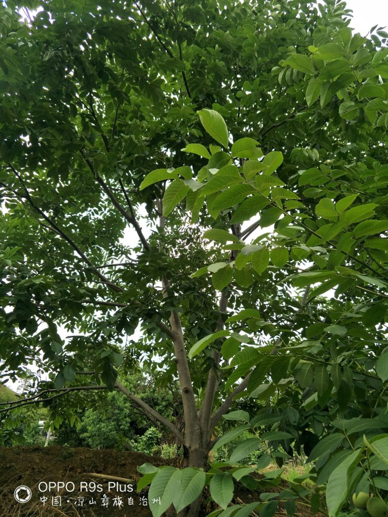 大优黑桃