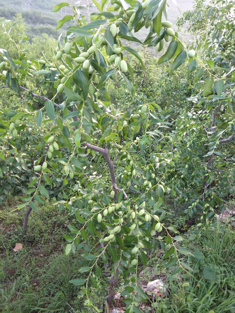 马牙枣