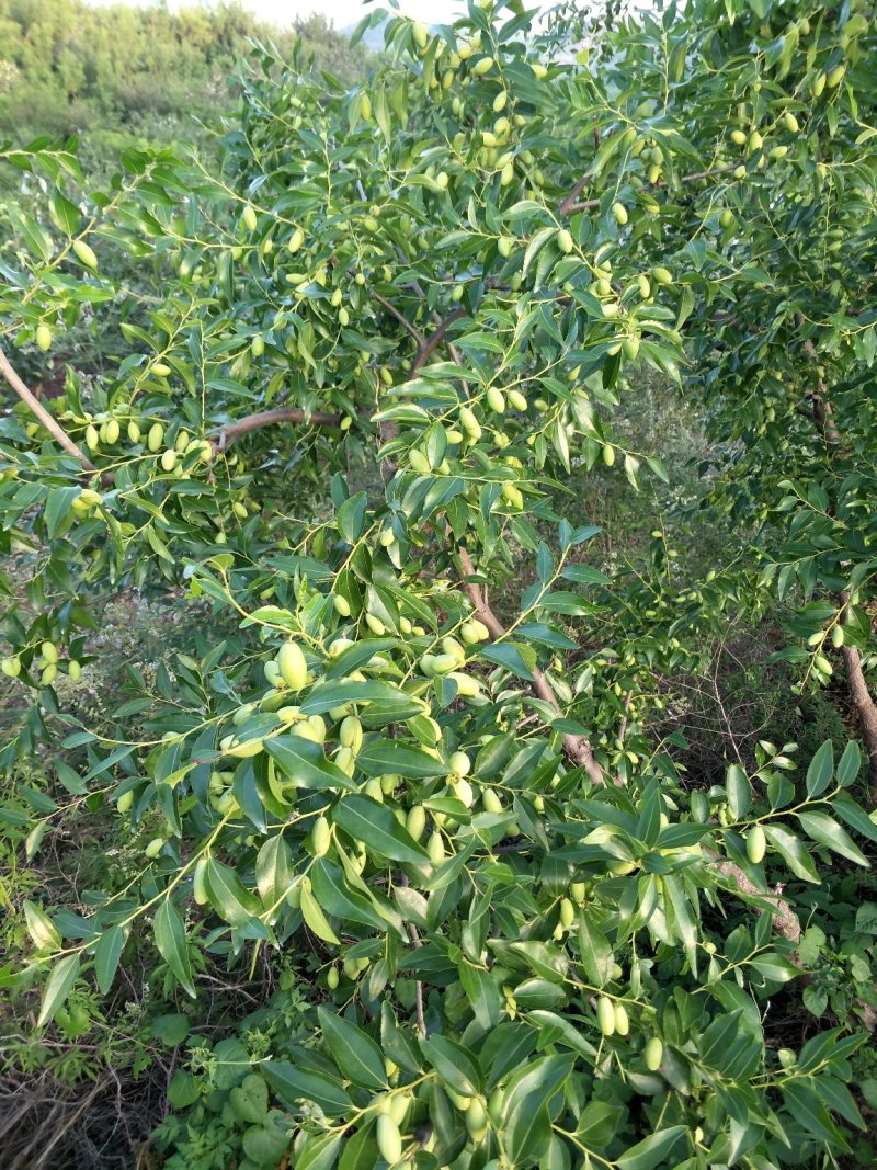 马牙枣