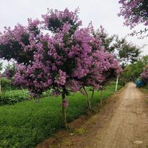 紫薇-百日红花期120天好栽易活，质量有保证