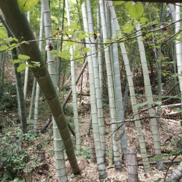 江西高山南竹个大直。