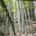 江西高山南竹个大直。