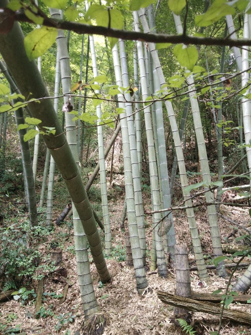 江西高山南竹个大直。