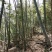 江西高山南竹个大直。