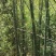 江西高山南竹个大直。