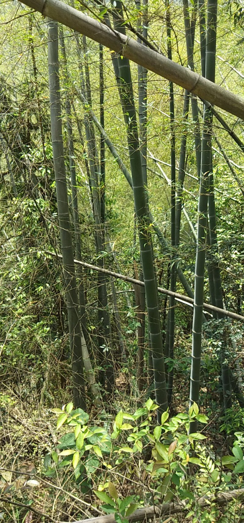 江西高山南竹个大直。