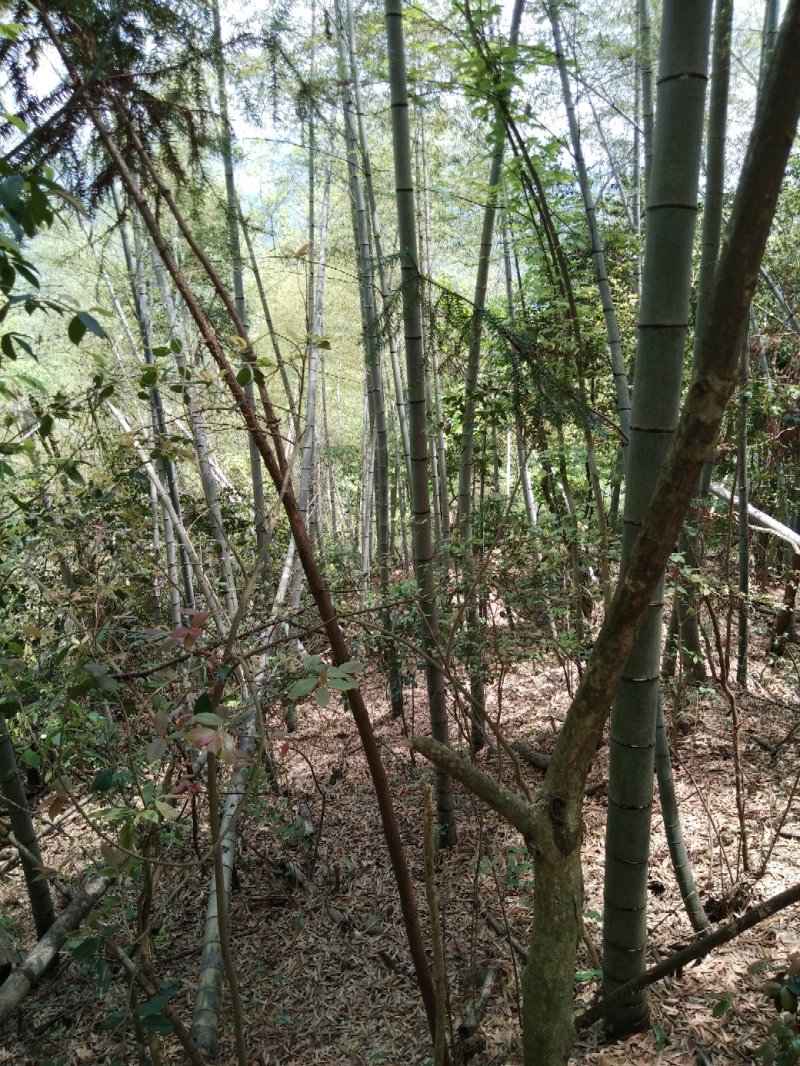 江西高山南竹个大直。