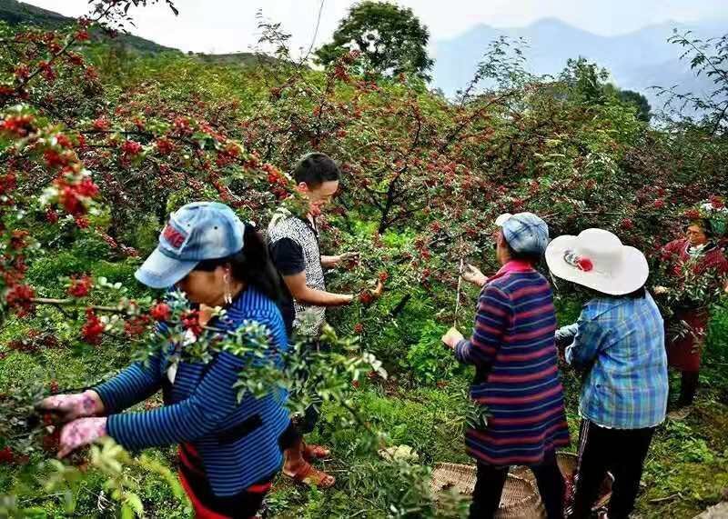 五都花椒大红袍净货2020年新货一级干