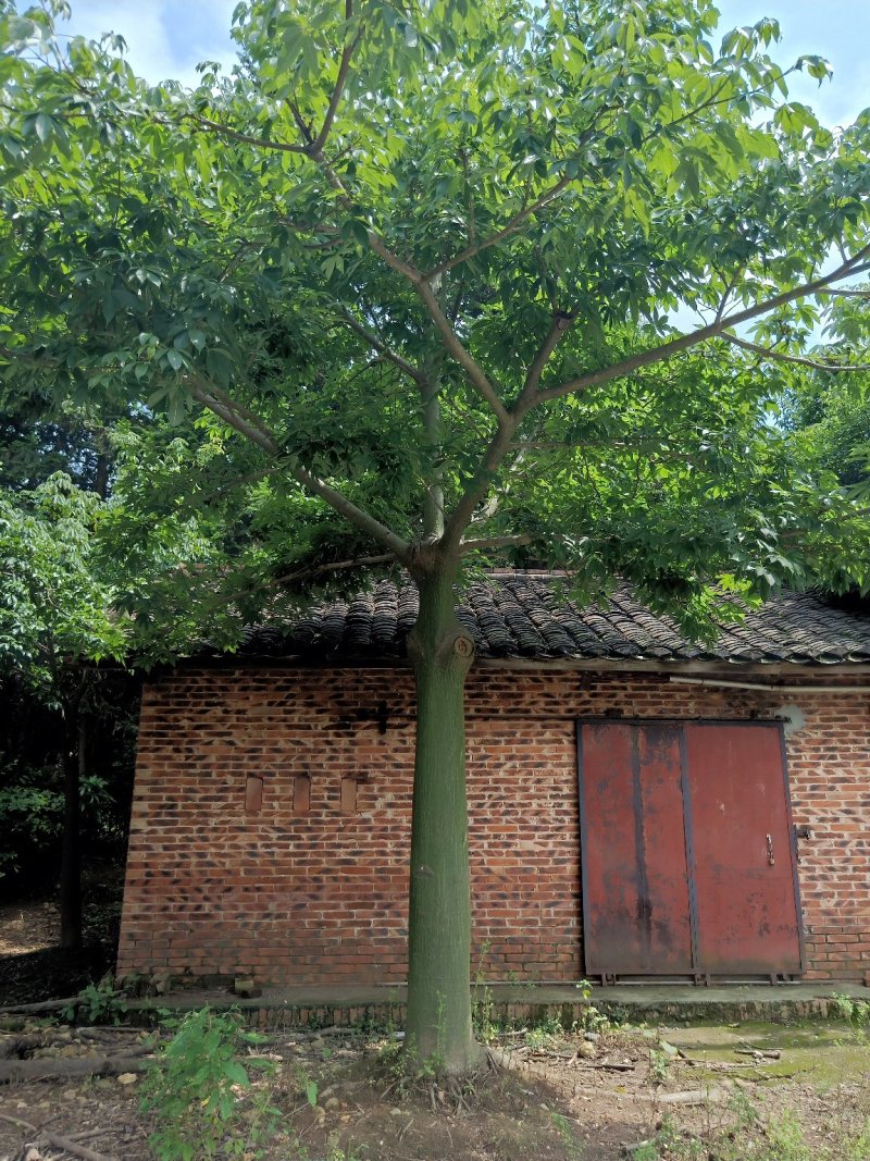 移栽大腹木棉，粉花多托骨架