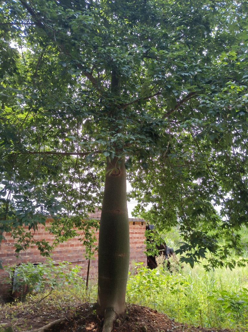 移栽大腹木棉，粉花多托骨架