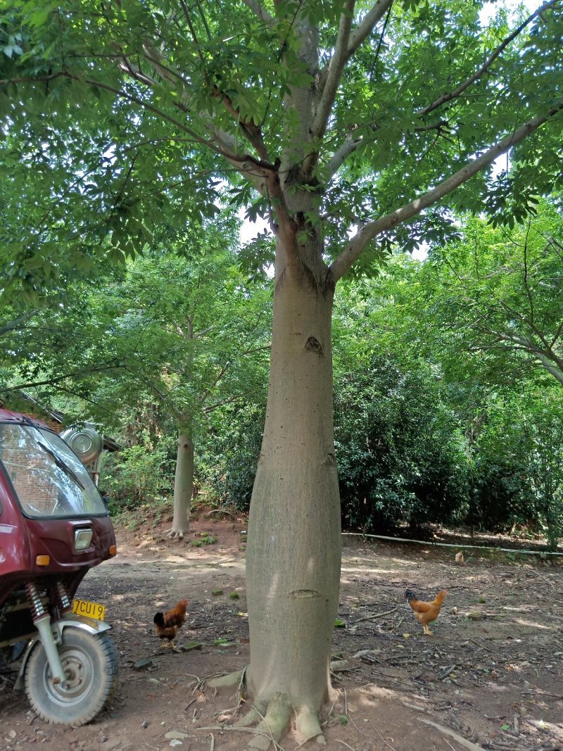 移栽大腹木棉，粉花多托骨架
