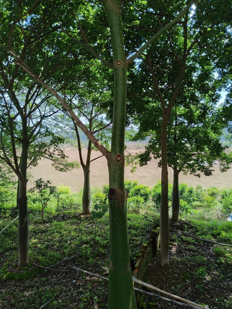 移栽大腹木棉，粉花多托骨架