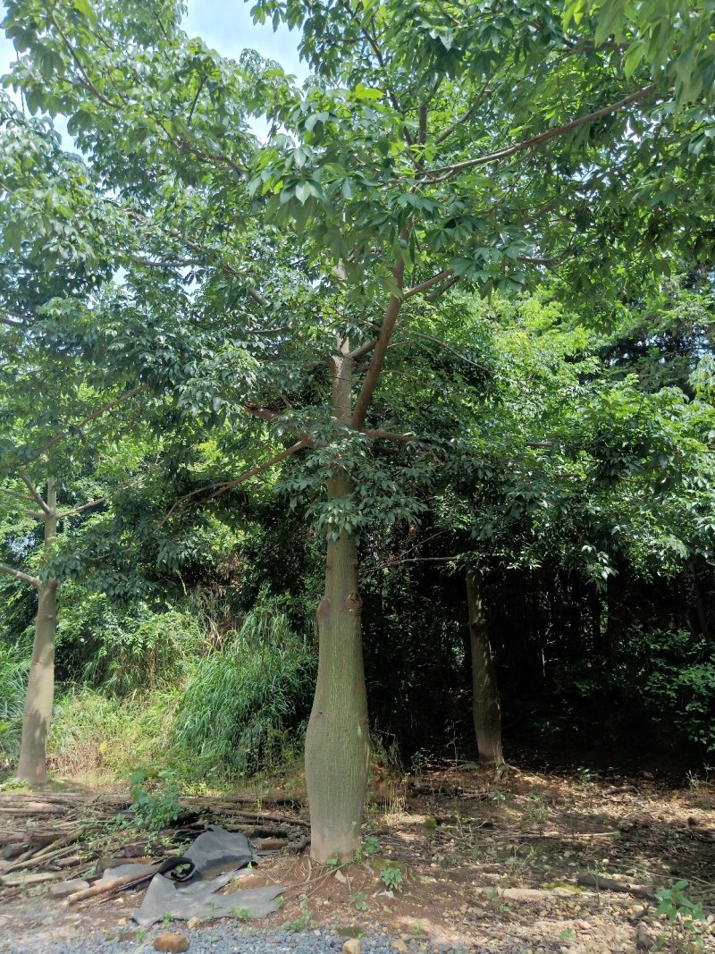 移栽大腹木棉，粉花多托骨架