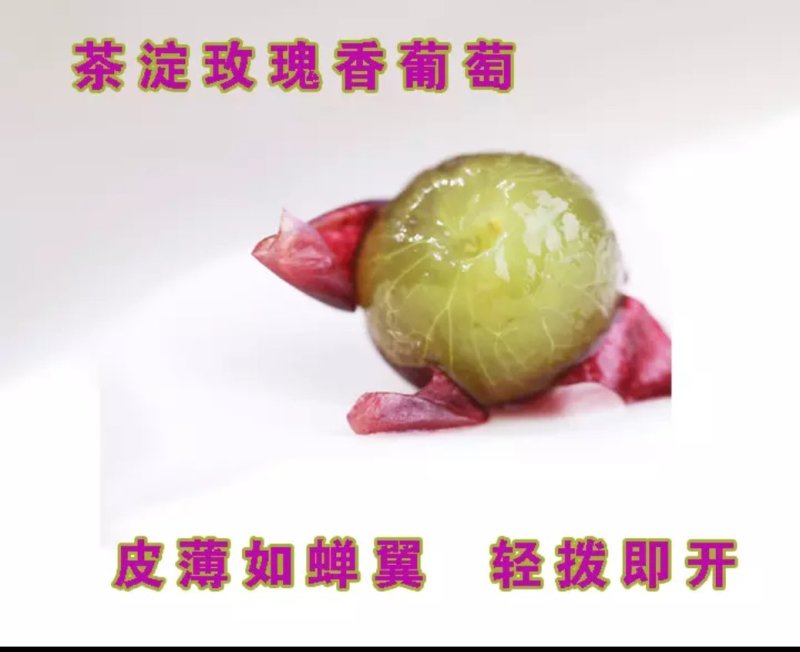 汉沽茶淀玫瑰香葡萄