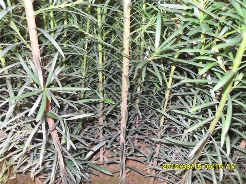 罗汉松苗绿化苗有20～90公分高和地径2～6公分的随你选