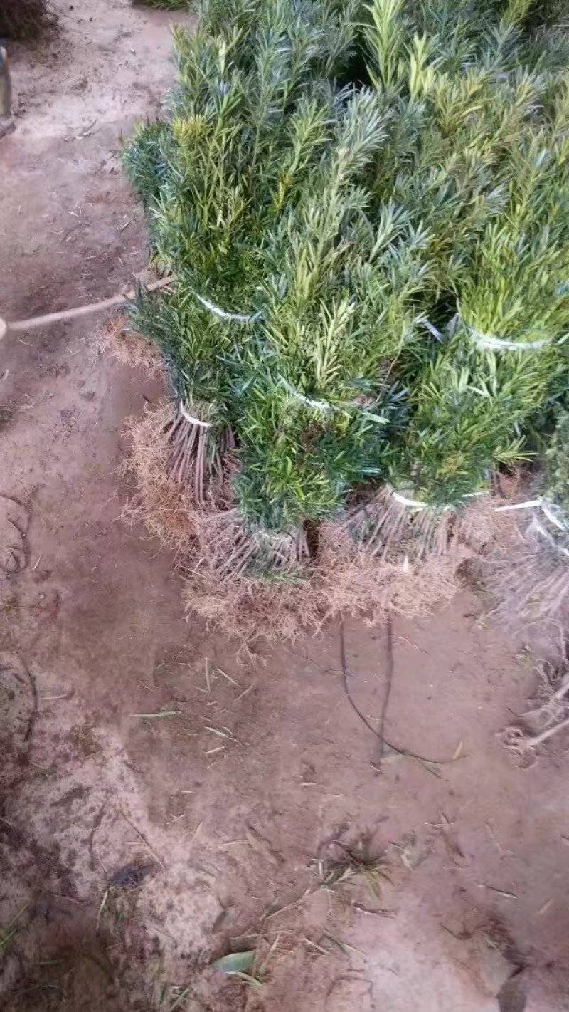 罗汉松苗绿化苗有20～90公分高和地径2～6公分的随你选