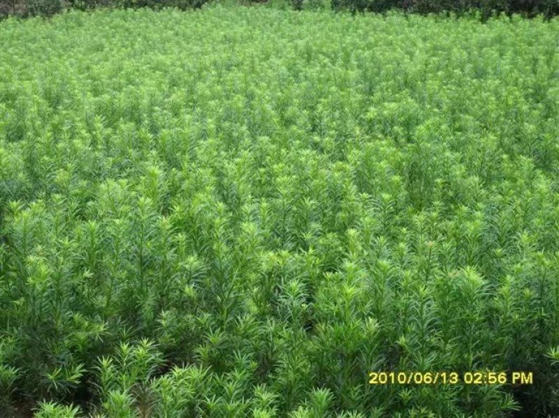 罗汉松苗绿化苗有20～90公分高和地径2～6公分的随你选