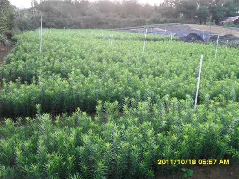 罗汉松苗绿化苗有20～90公分高和地径2～6公分的随你选