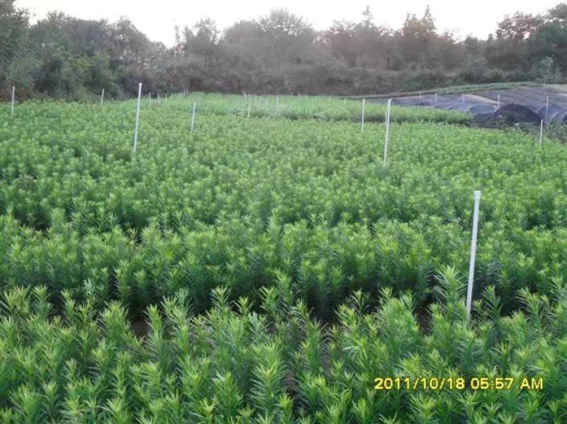 罗汉松苗绿化苗有20～90公分高和地径2～6公分的随你选