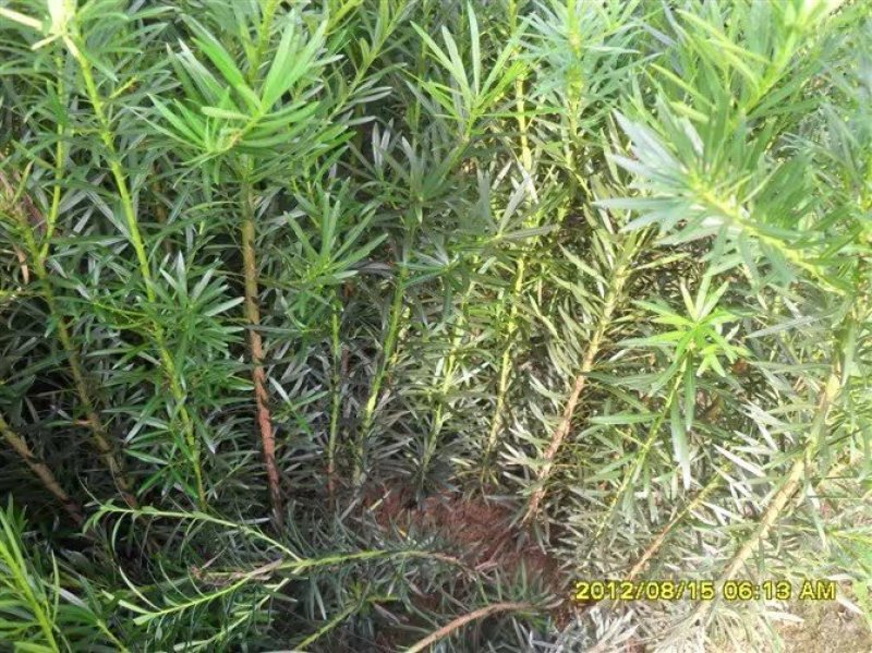 罗汉松苗绿化苗有20～90公分高和地径2～6公分的随你选