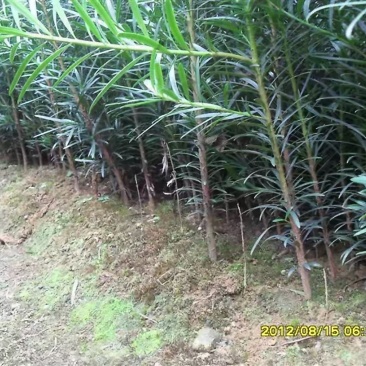 罗汉松苗绿化苗有20～90公分高和地径2～6公分的随你选