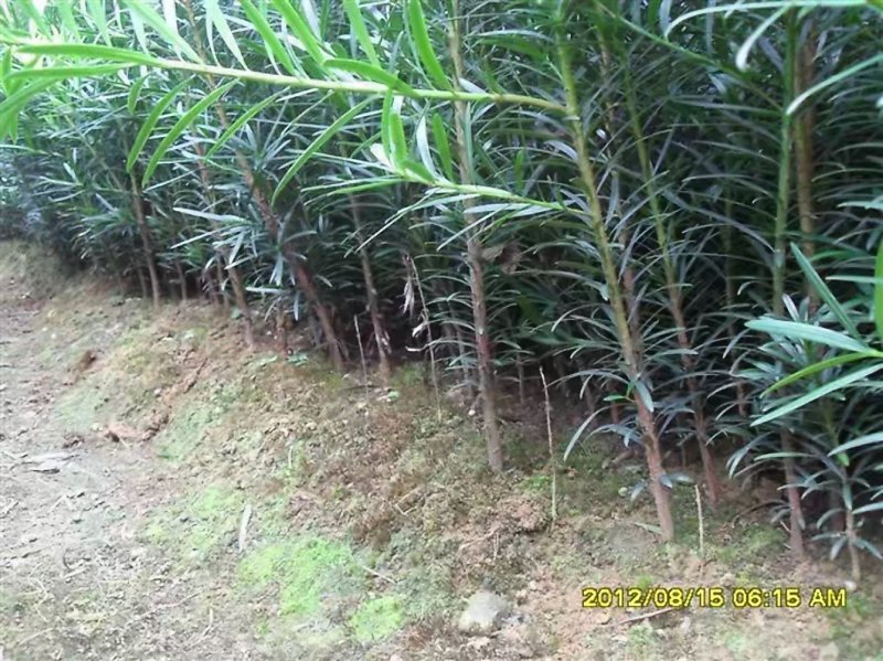 罗汉松苗绿化苗有20～90公分高和地径2～6公分的随你选