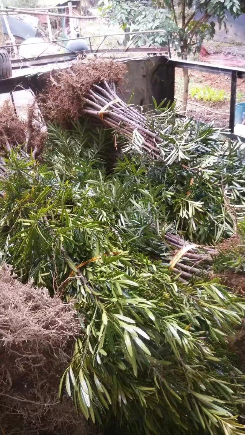 罗汉松苗绿化苗有20～90公分高和地径2～6公分的随你选