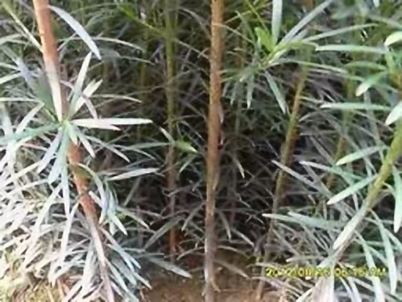 罗汉松苗绿化苗有20～90公分高和地径2～6公分的随你选