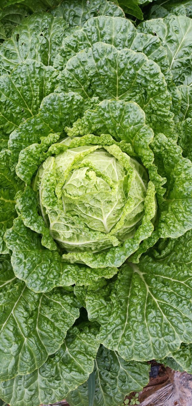 威宁高山大白菜