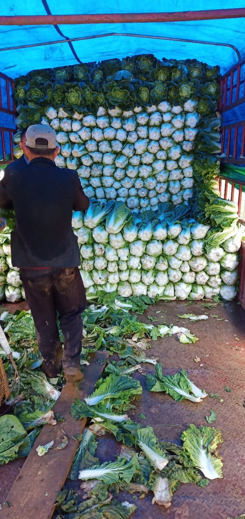 威宁高山大白菜