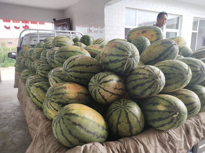 精品货源.产地报价.本地价格绿霸西瓜大红嚷口皮色好9成熟
