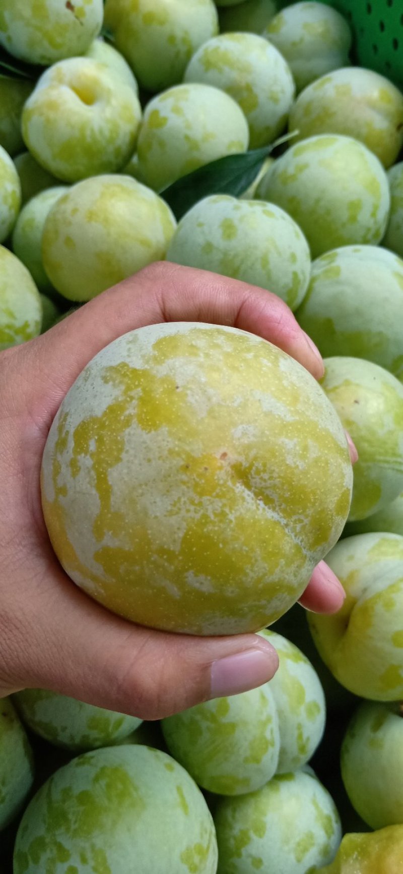 秋姬李子，秋姬李子，蜂糖李，产地直供一件代发电商供应链