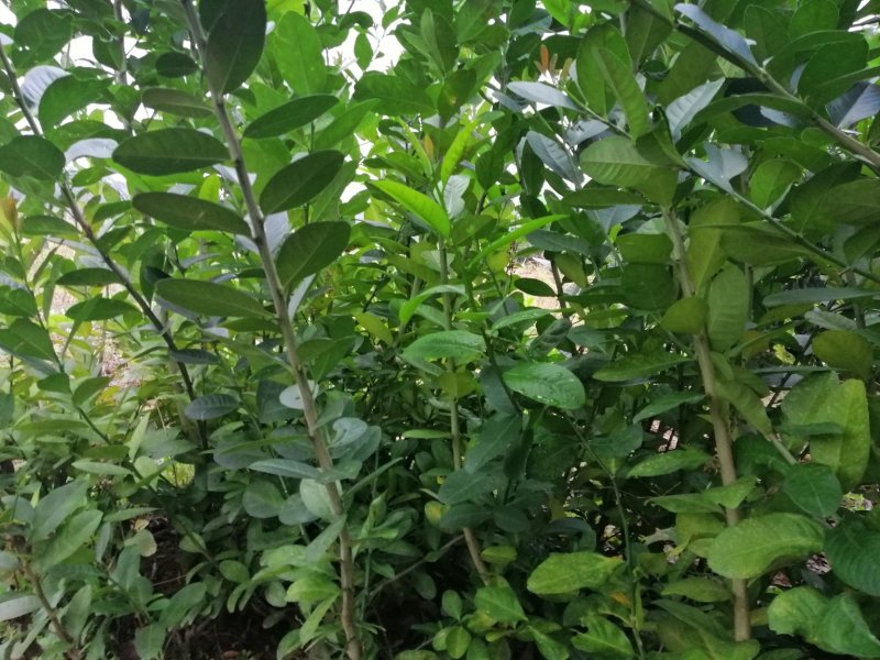无籽香水柠檬苗（地苗）