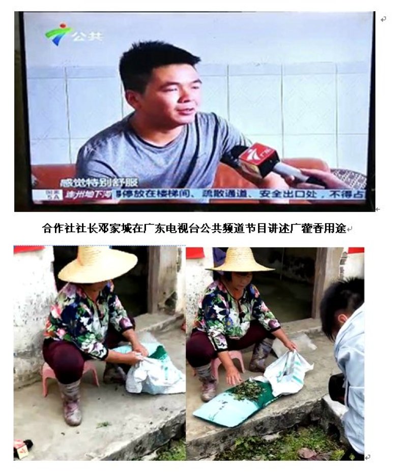 凉粉草