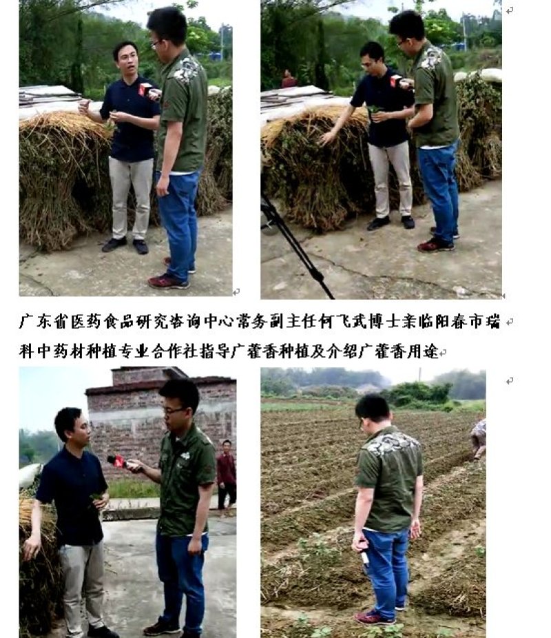 阳春正宗春砂仁